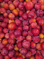 SWEET TREAT PLUERRY PLUM (TM) (Prunus domestica)